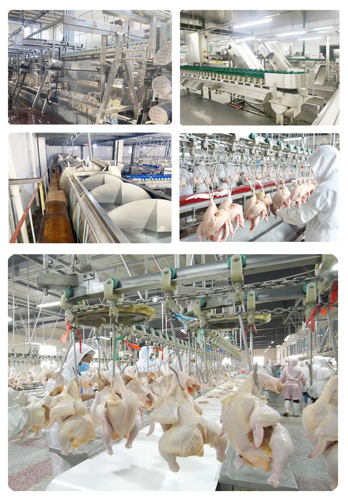 Hot Selling Chicken Slaughter Abattoir Equipment Skin Conveying for Chicken Slaughterhouse Plant